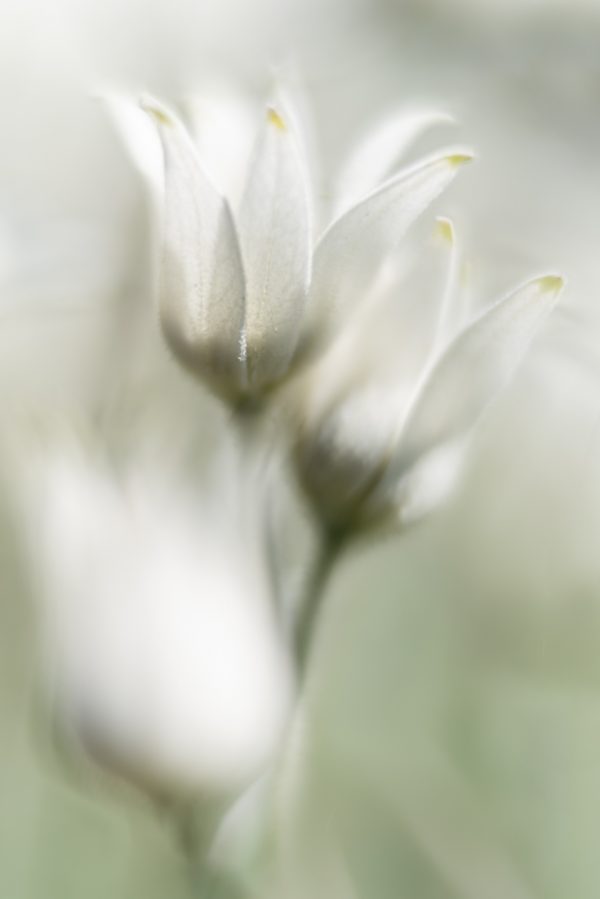 Dreamy Flannel Flowers
