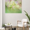 Fresh Hydrangeas Canvas Print