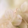 Hydrangea Petals