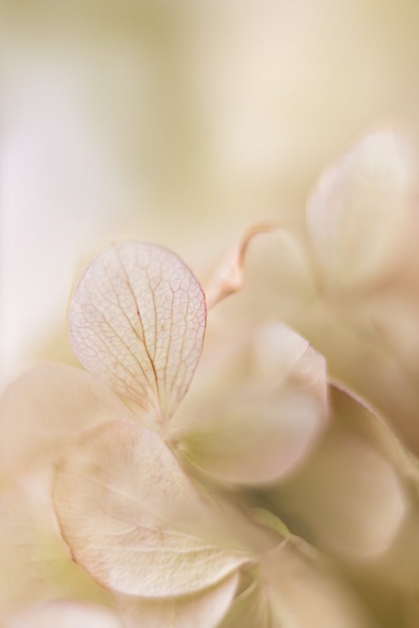 Hydrangea Petals