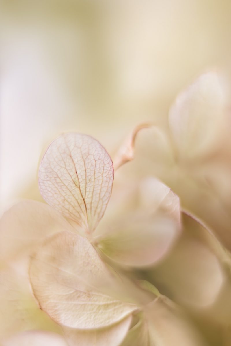 Hydrangea Petals — Ltd Ed Print