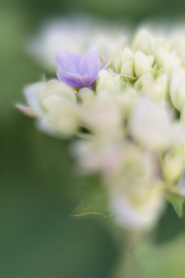 Hydrangea Buds