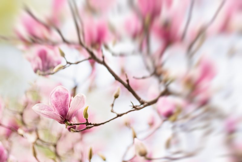 Pink Magnolia Bloom — Ltd Ed Print