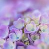 Violet Hydrangeas