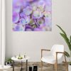 Violet Hydrangeas Canvas Print