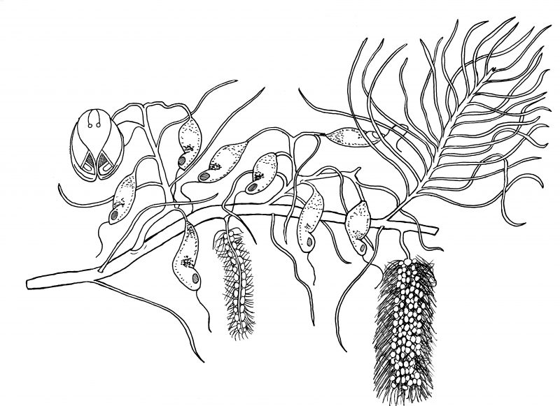 Bill Ivinson Plant 03 800x581