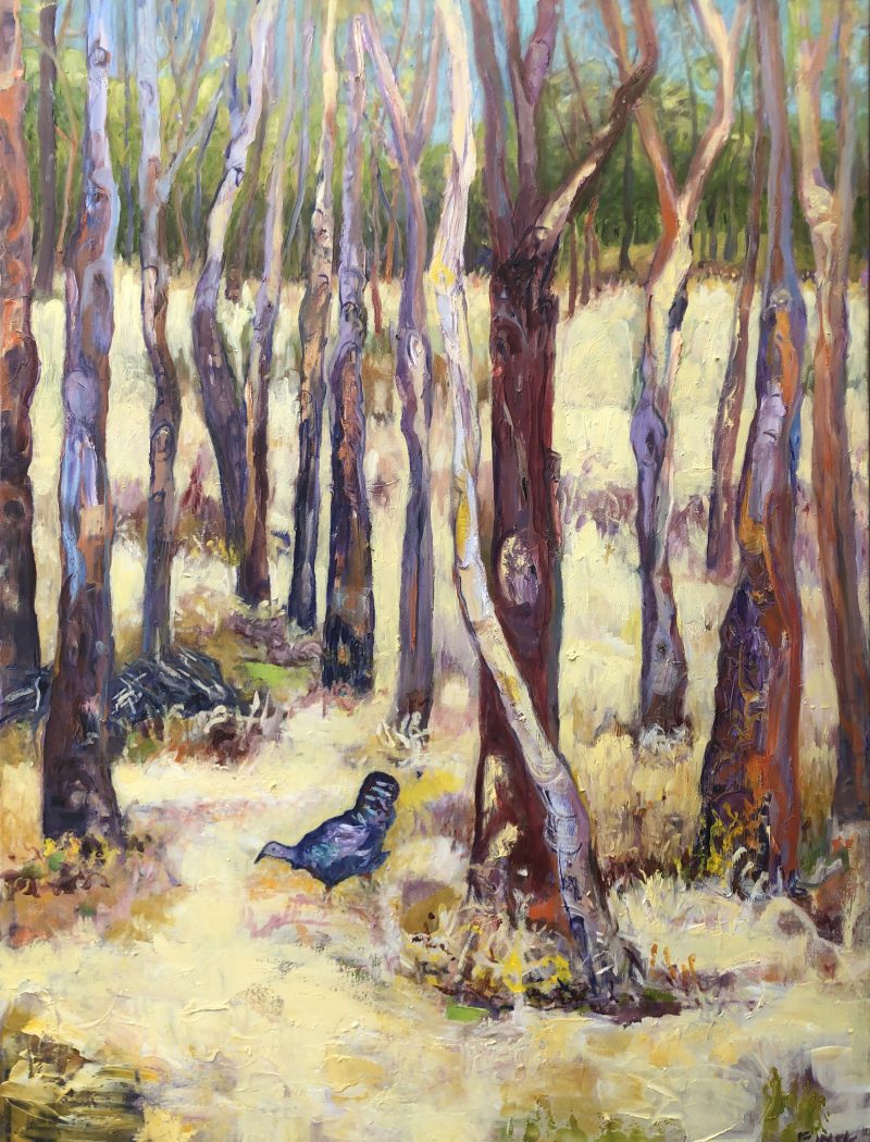 Brush Turkey – Kangaroo Island