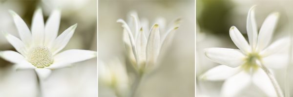 Flannel Flower Triptych