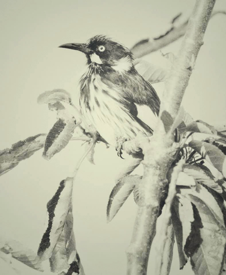 New Holland Honeyeater- Branch Happy Ltd Ed Print