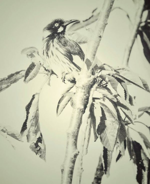 Melissajane Images Ala