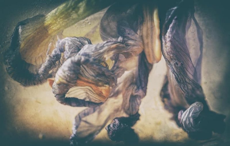 Silent Dancer – Frozen Flower Art – Ltd Ed Print