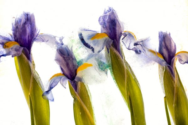 131663548 10158220187517885 7398279042308617461 O