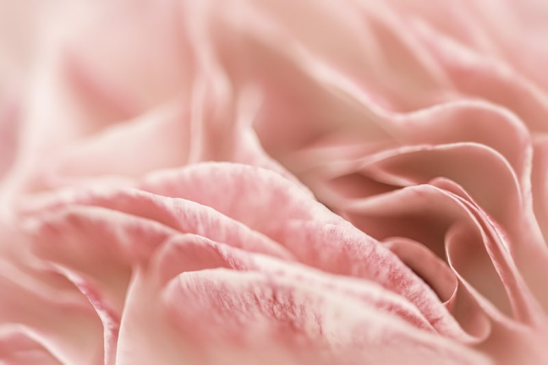 Cherish – Ltd Ed Print