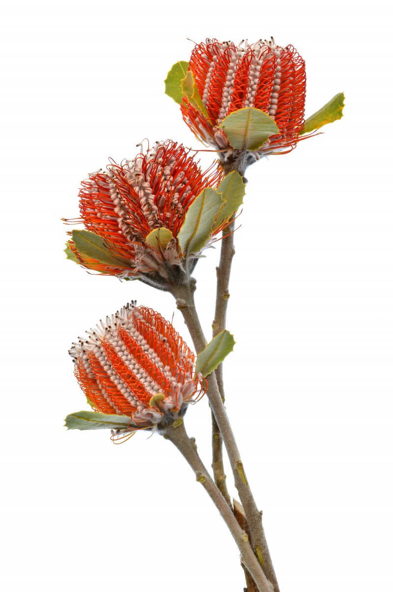 Scarlet Banksia Trio – Ltd Ed Print