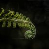 Fern Ringnight 1