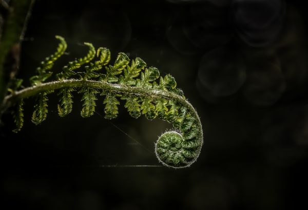 Fern Ringnight 1