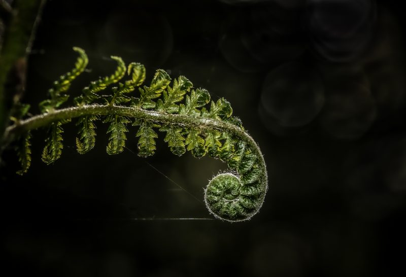 Unfurling Frond