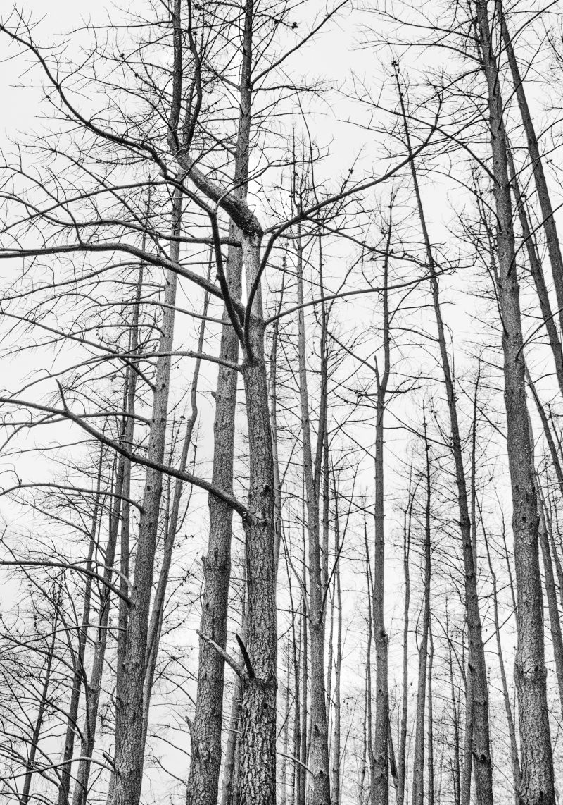 Forest Fires In Black And White 800x1142