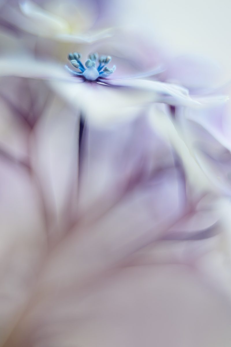 Hydrangea Florascape – Ltd Ed Print