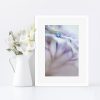 Hydrangea Florascape Framed Print
