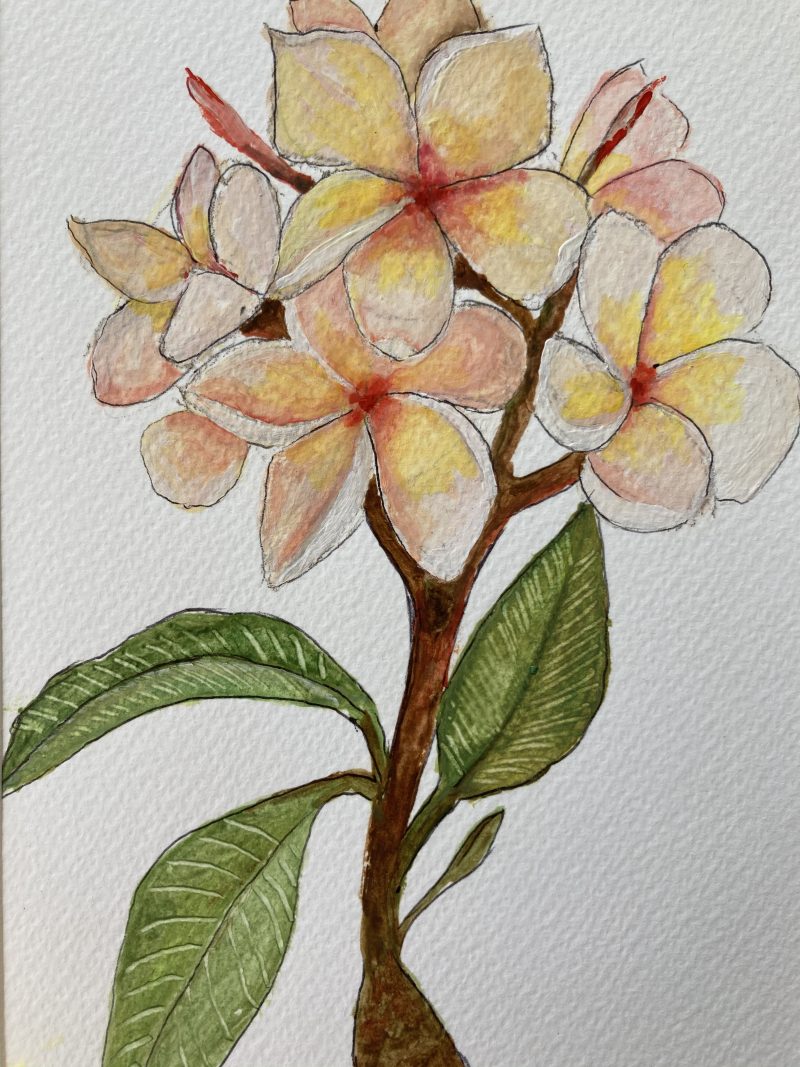 White Frangipani
