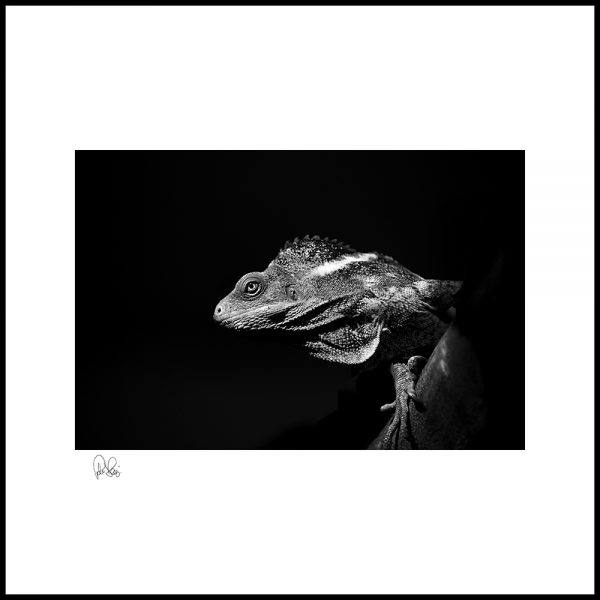 Pj 041.s,iguana, 75x75cm
