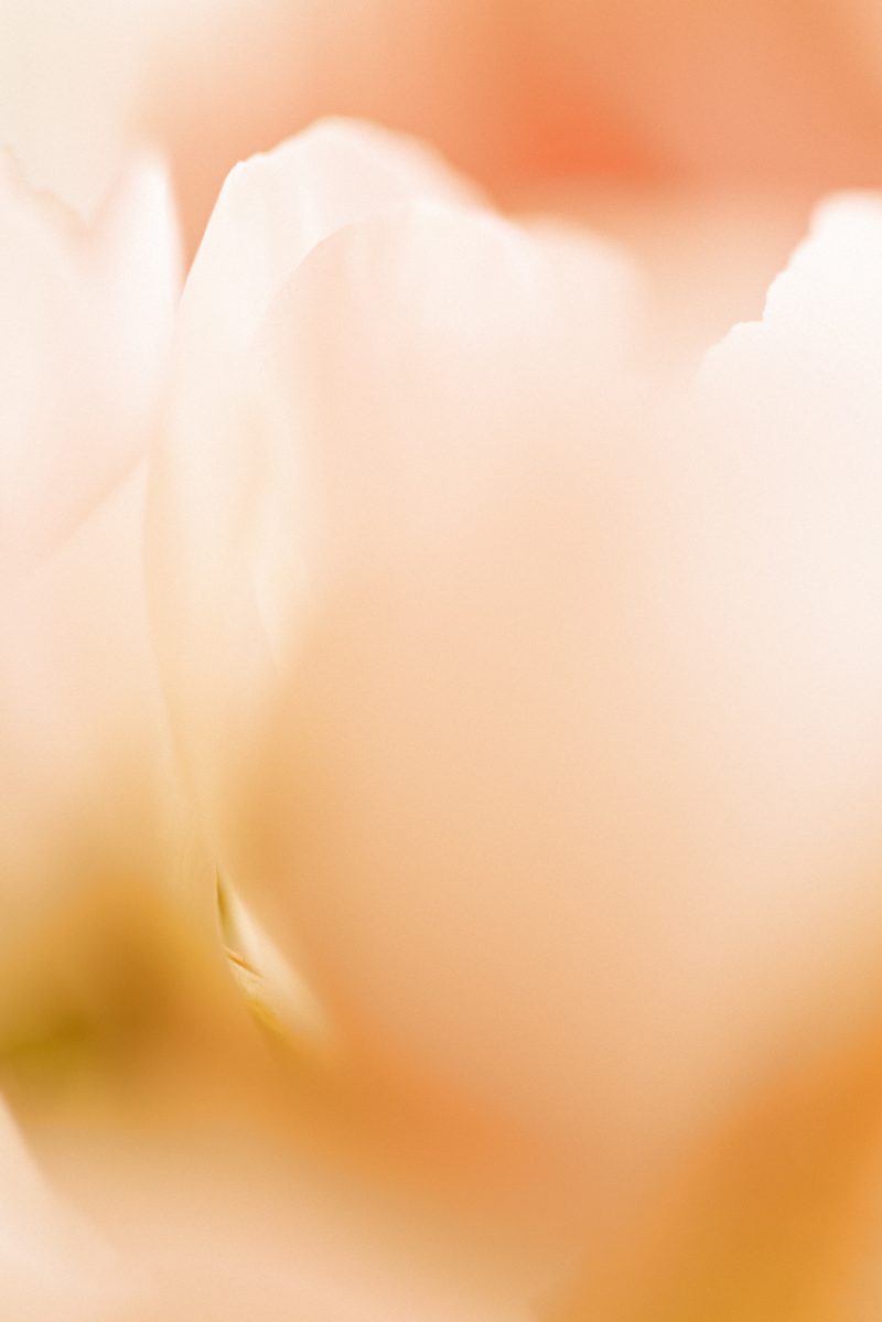 Ranunculus Tones – Abstract Flower Photography — Ltd Ed Print
