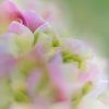 Spring Florascape