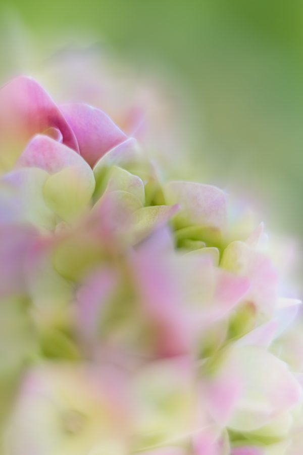 Spring Florascape