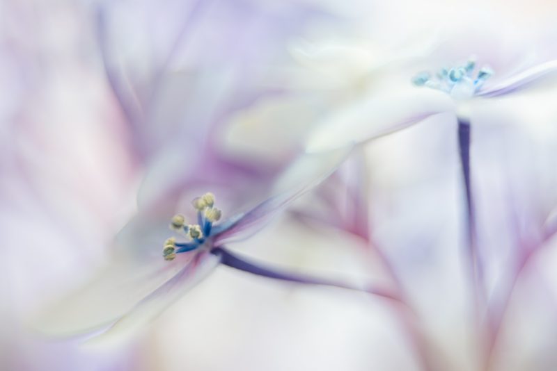 Summer Hydrangea — Ltd Ed Print