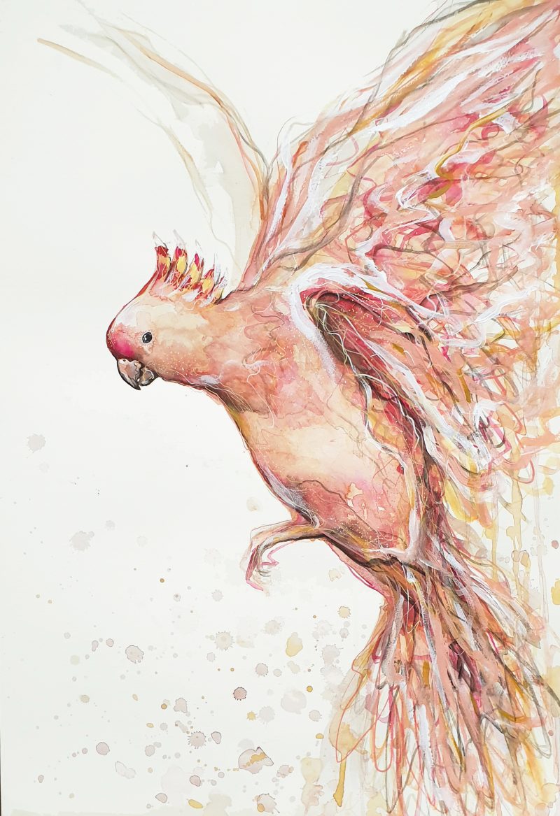 Flight of the Major Mitchell Cockatoo