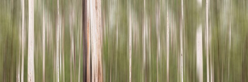 Tranquil Forest – Ltd Ed Print