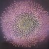Pink Petal Mandala