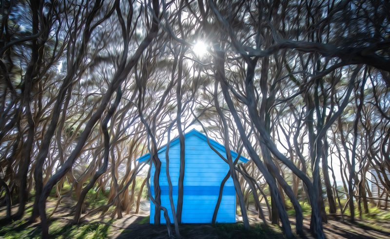Beach Box in the Twisted Tea Tree