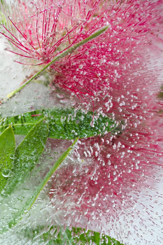 Icy Grevillea – Below Zero, Ltd Ed Print