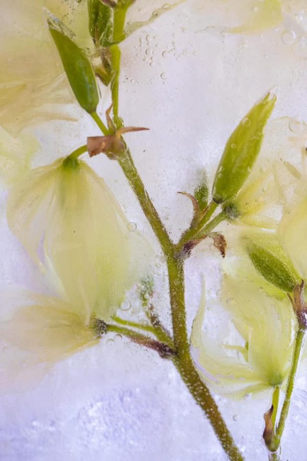 134412283 10158263688802885 8365421094934242612 N