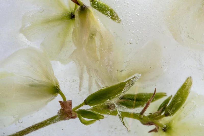 Cool Dancer – Below Zero Ltd Ed Print