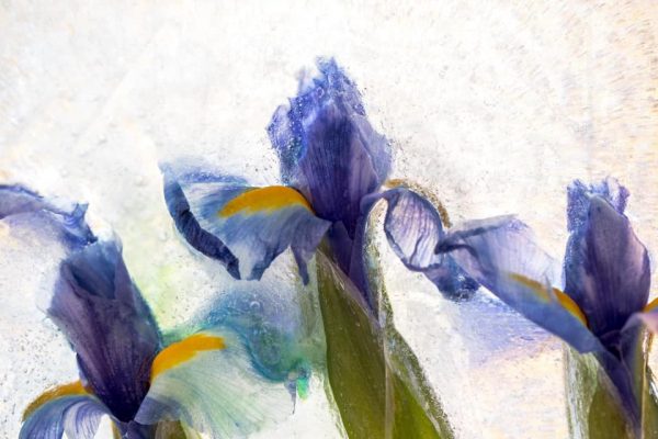 135313517 10158263689237885 5532053592695289420 N