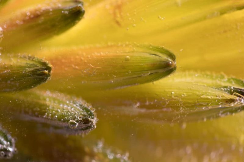 Optimism – Below Zero Ltd Ed Print