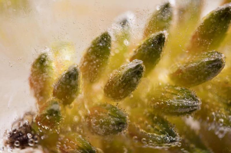 Healing – Below Zero Ltd Ed Print