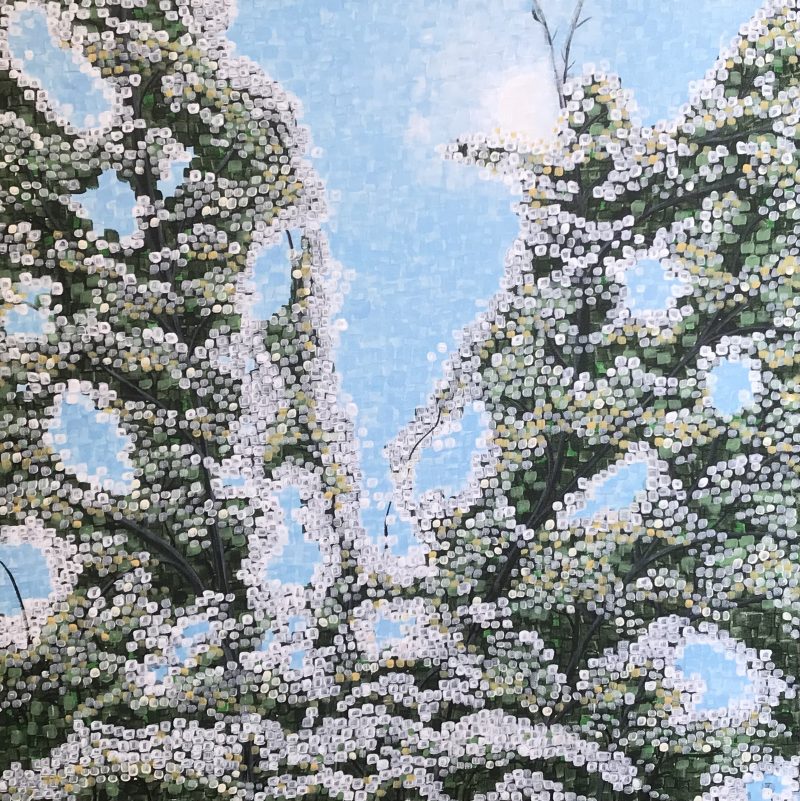 Looking up through the branches