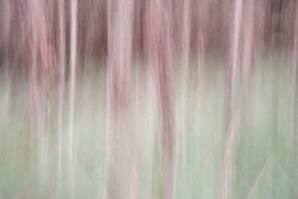 Beside The Lake Beneath The Trees