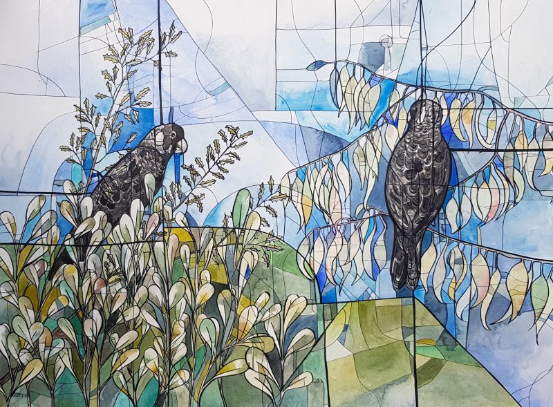 Carnaby’s Cockatoos