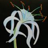 Clare Riddington Jones, Spider Lily, Acrylic On Canvas, 45cm X 45cm