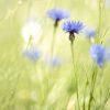 Dreamy Cornflower Field 1 Square