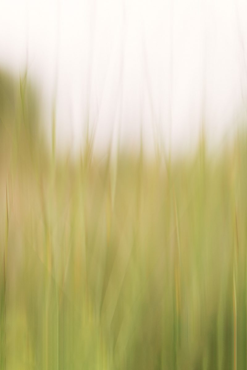 Essence – Ltd Ed Print