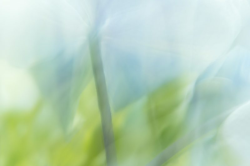 Hydrangea Dream – Ltd Ed Print