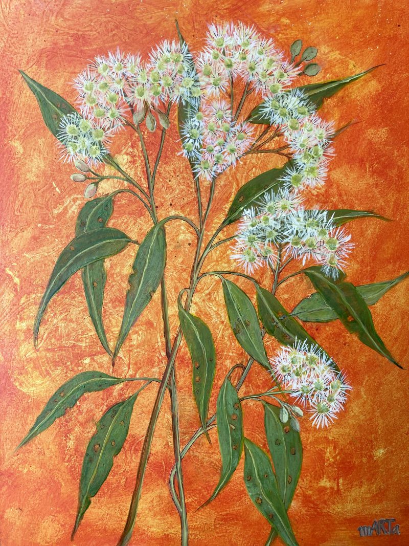 Snowflake – A White Flowering Gumtree