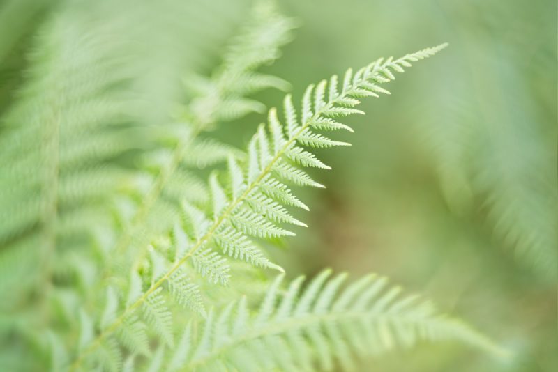 Lush Fern – Ltd Ed Print