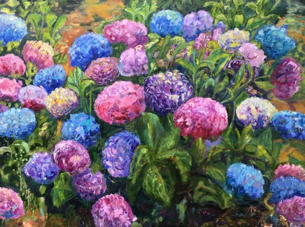 Marcella's Hydrangeas